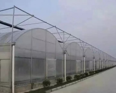連棟薄膜溫室